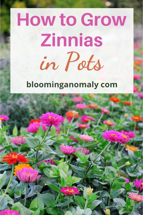 Field of colorful zinnias Planting Flowers In Pots Ideas, Zinnia Flowers In Pots, Zinnia Container Garden, Zinnia Planter Ideas, Zina Flowers, Growing Zinnias In Containers, Zinnia Flowers Pots, Container Gardening Flowers Combinations, Zinnia In Pots