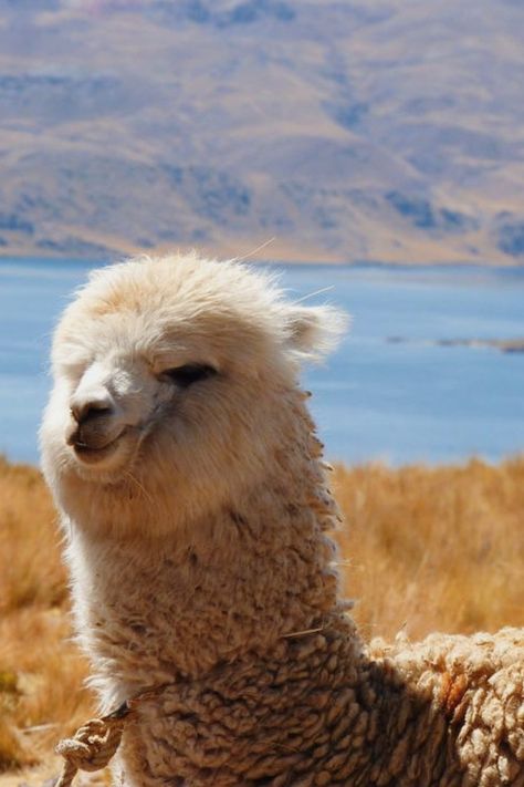 Cet alpaga prend un petit bain de soleil pour faire le plein de vitamines D ! 🤪 Cliquez sur le lien pour en apprendre plus sur ce drôle d'animal 🦙 Llama, Reptiles, Alpaca, Photographer, Animals