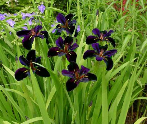 Plant Pallet, Iris Flowers Garden, Louisiana Iris, Globe Flower, Bog Plants, Aquatic Garden, Plant Zones, Hummingbird Garden, Cottage Garden Plants