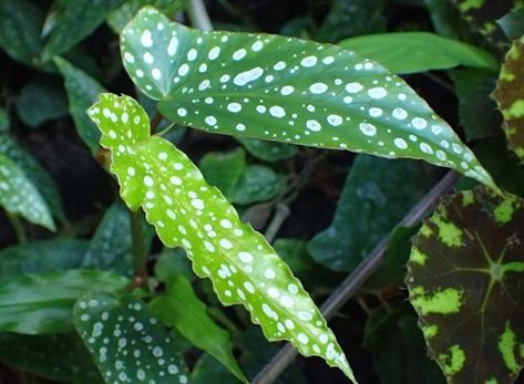 Tipos de begonia. Cuidados en interior y exterior - Agromática Christmas Cactus Care, Plant Inspiration, Begonia Maculata, Paper Leaf, Small Flower Pots, Chinese Money Plant, Plants Are Friends, Japanese Maple Tree, Paper Plants