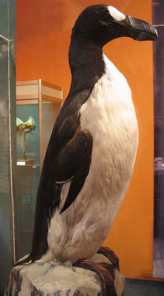 The great auk (Pinguinus impennis) was a flightless coastal bird that bred on rocky islands around the North Atlantic, including in Canada, Greenland, Iceland, the British Isles and Scandinavia. They were slaughtered in huge numbers until the late 18th century, according to the British Natural History Museum. Although hunting declined, the rare birds became a prized specimen for collectors and they were driven to extinction by the mid-1850s. Great Auk, Extinct Birds, 10 Animals, Extinct Species, Living Fossil, Ancient Animals, Extinct Animals, Rare Animals, Endangered Animals