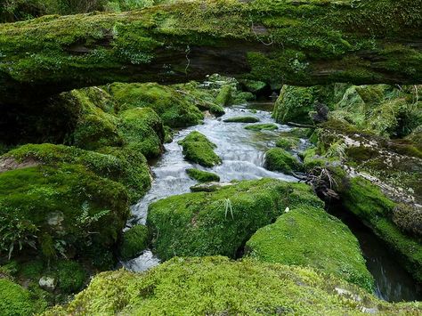 Bullock Creek, Paparoa National Park Paparoa National Park, On The Banks Of Plum Creek, Ranthambore National Park, Olympic National Park Rainforest, Great Basin National Park, Bouldering, National Parks, Places To Visit, Around The Worlds