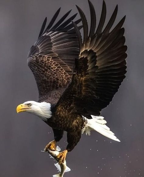 🦅 EAGLES CLUB 🦅 on Instagram: “🦅CONGRATULATIONS🦅 to the next featured photographer : 🏆 © @ please DM No copyright infringement intended 🏆…” Types Of Eagles, Aigle Royal, Eagle Images, Eagle Painting, Eagle Wallpaper, Eagle Pictures, Eagle Tattoos, Eagle Art, The Eagles