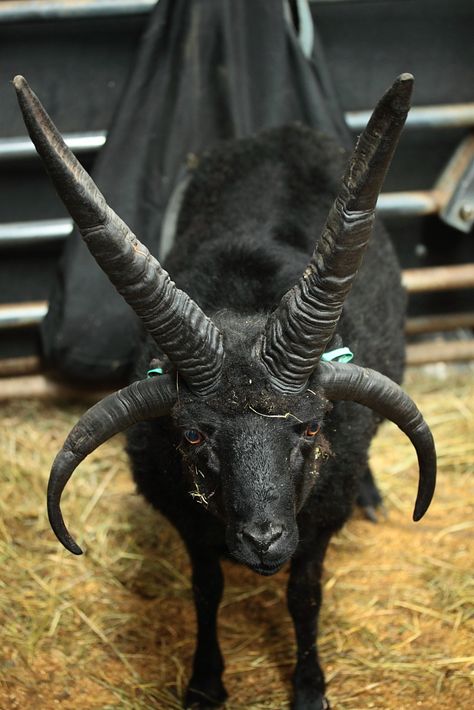 Manus - Hebridean Black Goat Aesthetic, Baphomet Pfp, Baphomet Goat, Jacob Sheep, Animals With Horns, Black Phillip, Black Goat, Goat Horns, Matka Natura