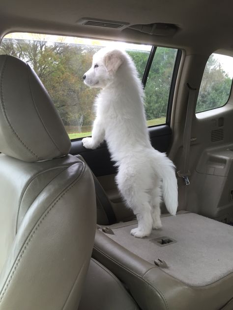 Great Pyrenees puppy Great Pyrenees Puppies, Pyrenees Puppies, Great Pyrenees Puppy, Pyrenean Mountain Dog, Pyrenees Dog, Livestock Guardian Dog, Great Pyrenees Dog, Dog Tie, Car Rides