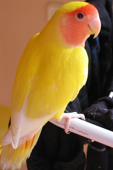 Peach-Faced Lovebird, Lutino variant (Agapornis roseicollis var. lutino) Love Birds Pet, African Lovebirds, Colorful Parrots, Most Beautiful Birds, Funny Birds, Pet Bird, Exotic Birds, Pretty Birds, Bird Photo