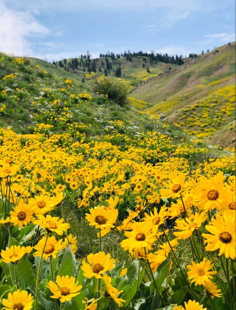 #yellow #yellowaesthetic #daisy Yellow Daisies Aesthetic, Yellow Daisy Aesthetic, Mbti Core, Pretty Sights, Pamela Isley, Widget Board, Daisy Field, King Book, Yellow Daisy