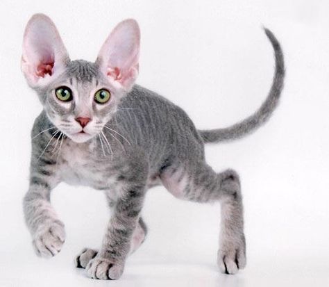 14 Weird but Cool Cat Breeds Peterbald Cats, Small Cat Breeds, Exotic Cat Breeds, Gatos Cool, Cat Training, Sphynx Cat, Domestic Cat, Sphynx, Cat Care