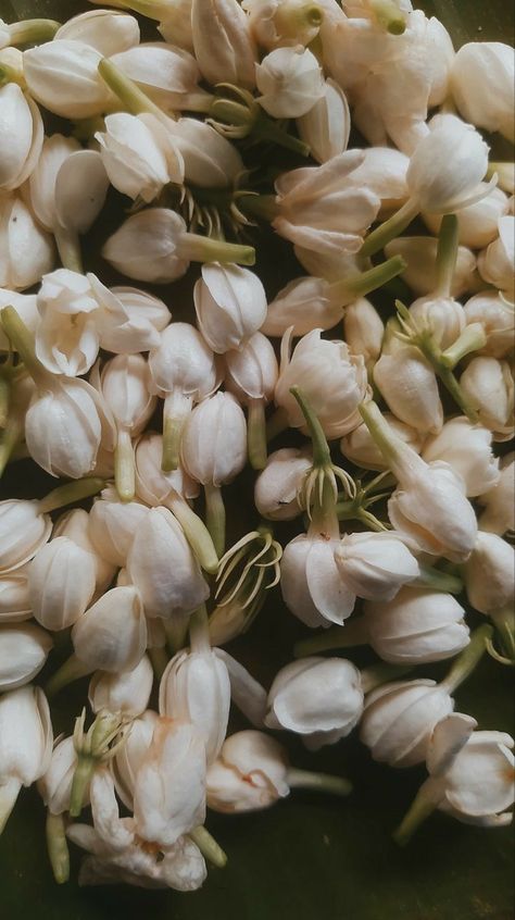 Arabian Jasmine Flower Aesthetic, Jasmine Art Flower, White Jasmine Flower Aesthetic, Jasmine Wallpaper Flower, Jasmine Astethic, Jasmine Tea Aesthetic, Jasmine Flower Aesthetic Wallpaper, Jasmine Flower Aesthetic Vintage, Gayatri Core