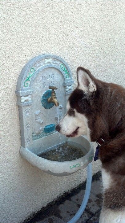 Jacey is going to her "Dog Bar" fountain for a drink! Built In Dog Watering Station, Diy Dog Water Fountain, Dog Built In Water Bowl, Dogs Water Bowl Ideas, Built In Pet Water Fountain, Outdoor Dog Water Fountain, Pet Drinking Fountain, Automatic Dog Water Bowl, Dog Fountain