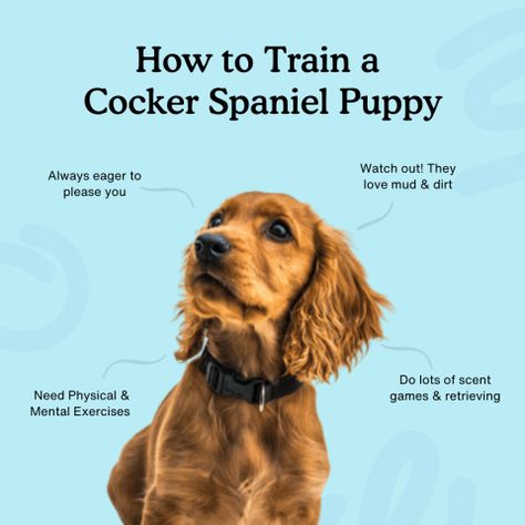 Cocker Spaniel Puppy, Puppy Socialization, Mammary Gland, Puppy Cut, Mental Exercises, Cocker Spaniel Puppies, Spaniel Puppies, Puppy Food, Crate Training