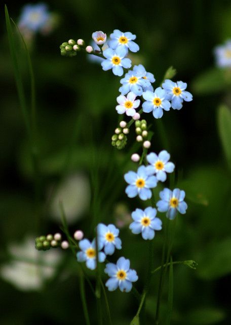 06.17.03 Alpine Forget-Me-Nots | Alpine Forget-Me-Nots (Myos… | Flickr Forget Me Not, Blue Flowers, Flowers, Blue