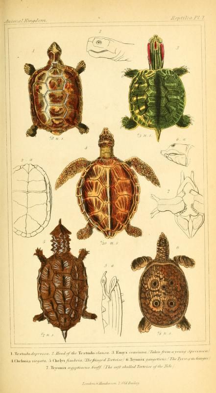 v.2 plates - The animal kingdom, arranged according to its organization, serving as a foundation for the natural history of animals : - Biodiversity Heritage Library Fauna Illustration, Scientific Drawing, Science Illustration, Illustration Botanique, Scientific Illustration, Arte Animal, Botanical Drawings, Zoology, Nature Illustration