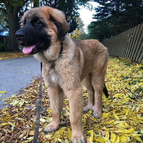 Leonberger Puppy, Dog Tongue, Leonberger Dog, Caucasian Shepherd Dog, Caucasian Shepherd, Dream Dog, Awesome Sauce, Family Dogs, Akita