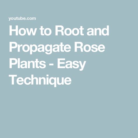 How to Root and Propagate Rose Plants - Easy Technique Planting Roses, Propagating Plants, Subscribe To My Channel, Don't Forget, Thank You, Plants