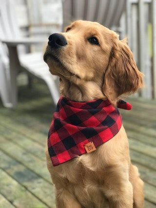 The pup showing off his homemade scarf : aww Homemade Scarves, Funny Dog Pictures, Cute Eyes, Puppy Pictures, Instagram Dogs, Kitten Cat, Dog Sitting, Lost Weight, Diet Plans