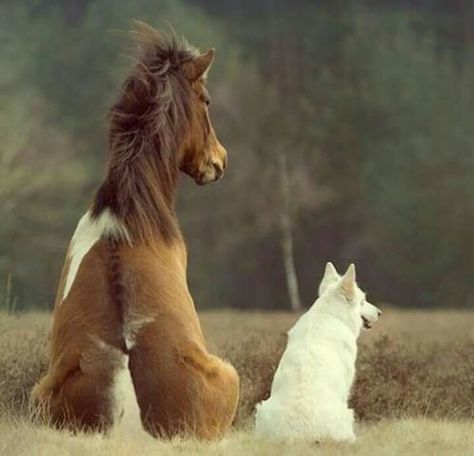 Buddies ready to start their day! (not my photo) EECustomHorseShoes.Etsy.com #EECustomHorseShoes #decoratedhorseshoes #horses #horseshoes #etsy #etsysellers #welovehorsesandtheirshoes #muchloveandluck #horses #horseshoes #countrydecor #westerndecor #giftideas Boxer Dogs Funny, Dog Jokes, Animals Friendship, Dog Stories, Horses And Dogs, Cute Horses, Appaloosa, Funny Dog Videos, Pretty Horses