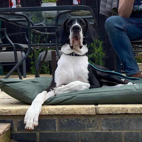 Christmas Poses For Family, Great Dane Colors, Mantle Great Dane, The Great Dane, Christmas Poses, The Mantle, Great Danes, Great Dane Dogs, Gentle Giant