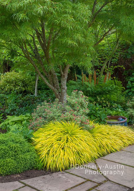 Vashon Island Wa, Hakonechloa Macra, Shade Garden Design, Japanese Forest, Vashon Island, Japanese Garden Design, Garden Shrubs, Grasses Garden, Landscape Designs