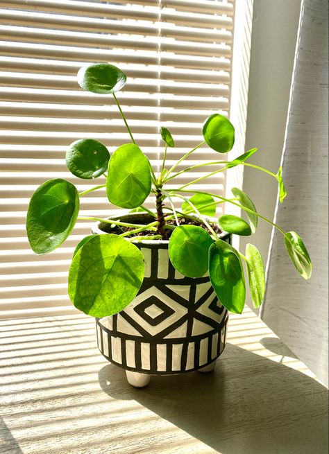 Pilea Peperomioides, Money Plant, Chinese Money Plant, Plant Decor Indoor, Greenhouse Gardening, House Plants Decor, Diy Creative Crafts, Diy Creative, Hanging Plants