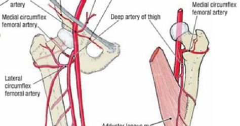 The #femoral artery is one of the major arteries in the human body. It extends from the iliac artery near the #abdomen down to the legs. The primary function of this artery is to supply #blood to the lower section of the body. Iliac Artery, Major Arteries, Femoral Artery, Arteries Anatomy, Unclog Arteries, Essential Oils For Pregnancy, Medical Photography, Jaw Pain, Clogged Arteries