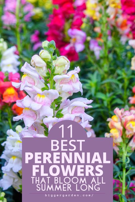 Revitalize your garden with our expert picks of 11 perennial flowers designed to bloom non-stop all summer long. Whether you're a seasoned gardener or just starting out, these timeless beauties will add charm and color to any landscape. Click here to discover the secret to a summer garden that never fades and follow us for more gardening inspiration! Bulb And Perennial Garden, Flower Picking Garden Design, Late Summer Blooming Flowers, Late Summer Blooming Perennials, Perennial Cut Flower Garden, Perennial Flowers That Bloom All Summer, Flowers That Bloom All Summer, Longest Blooming Perennials, Container Perennials