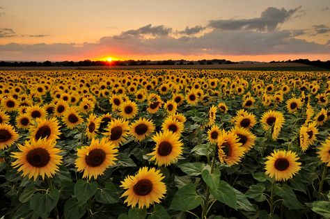 Sunflower Sunset by Mark Andreas Jones - Photo 89716427 / 500px Sunflower Sunset, Sunflower Photography, Sunflowers Background, Computer Wallpaper Desktop Wallpapers, Computer Wallpapers, Landscape Photography Tips, Laptop Backgrounds, Sunflower Wallpaper, Laptop Wallpapers