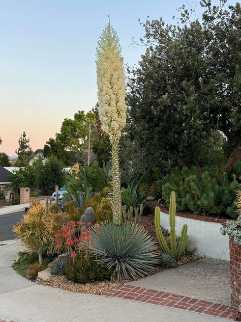 A couple photos of one of our Yucca plants blooming. Bittersweet as they die after flowering. Yucca Aloifolia, Yucca Plant, Desert Oasis, A Couple, Oasis, Vision Board, Mosaic, Home And Garden, Couple Photos