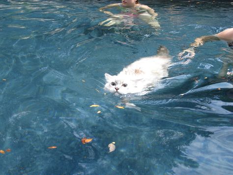 Ragdoll Cats Swimming  http://www.floppycats.com/ragdoll-cats-swimming.html Cat Swimming, Swimming Cats, Ragdoll Cats, Ragdoll Cat, Cat Aesthetic, Silly Cats, Pretty Cats, Blue Aesthetic, 귀여운 동물