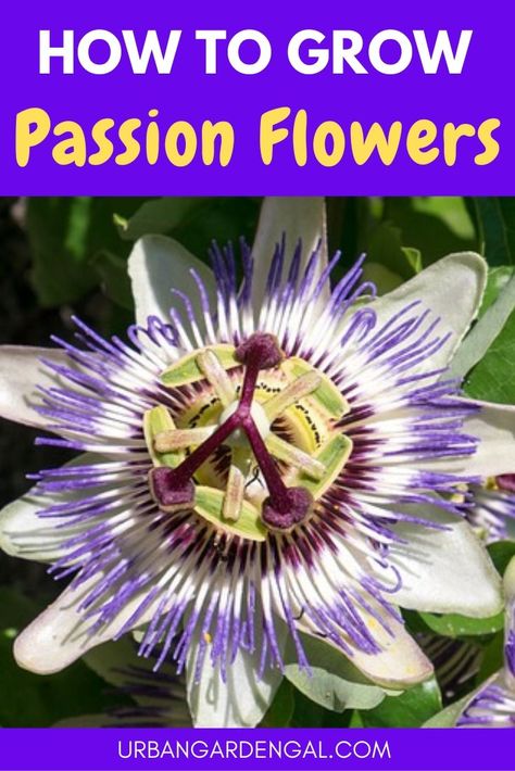 Red Passion Flower Vine, Passion Vine How To Grow, Passion Plant Flower Vines, Growing Passion Flower, Passion Flower Plant, Passion Flower Vine, Purple Passion Plant, Purple Passion Flower, Passion Flower Tea