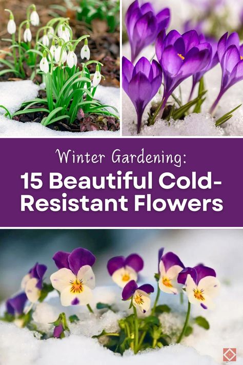 Winter gardening is made easy with these 15 cold-resistant flowers. Each variety is selected for its ability to thrive in cold weather, ensuring a beautiful garden all year. Save this pin to your gardening board and click to find out more about these hardy winter blooms. Winter Plants Outdoor Cold Weather, Winter Garden Ideas Design, Winter Flowers Garden, Cold Weather Plants, Winter Garden Ideas, Colorado Gardening, Winter Blooms, Creative Landscaping, Front Garden Landscape