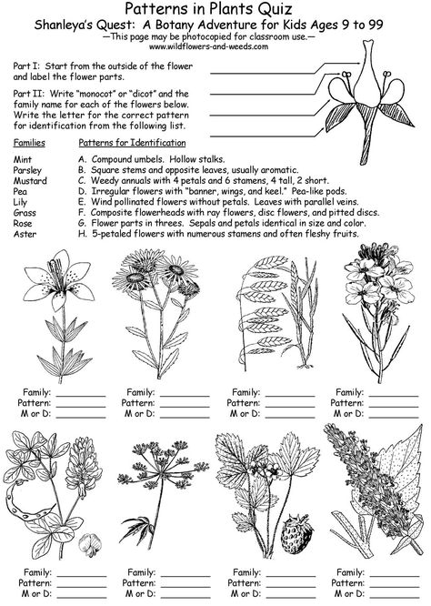 Outdoor Skills Curriculum Guide: Lesson Plans: Science: Biology: Botany: Patterns in Plants with Shanleya's Quest. Botany Lessons, Special Education Worksheets, Biology Plants, Dichotomous Key, Plants Worksheets, Biology Worksheet, Flower Identification, High School Biology, Ap Biology