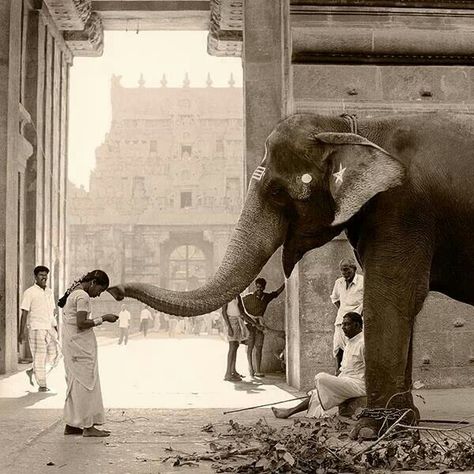 Om Namah Shivaya, Elephant Love, Animal Stories, An Elephant, South Asia, Incredible India, India Travel, Beautiful Creatures, National Geographic