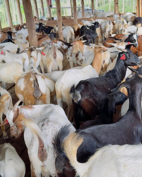 https://kimd.org/factors-considered-when-starting-goat-farming-business Farming Business, Goat Farming, Group Of Companies, Goats, On Instagram, Instagram