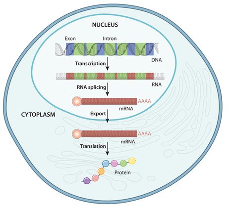 Dna To Rna, Dna Template, Cell Nucleus, Microbiology Notes, Basic Biology, Central Dogma, Learn Science, Molecular Genetics, Transcription And Translation