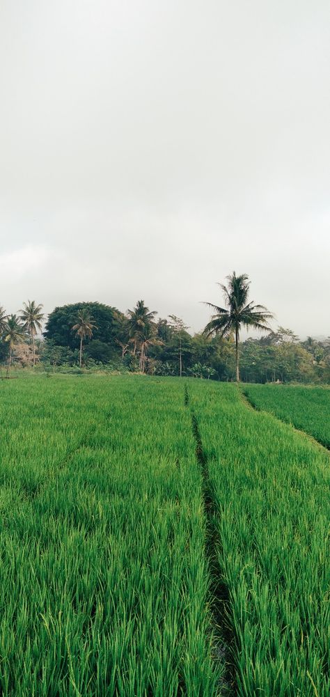 Sawah Di Desa Aesthetic, Mecca Images, Wallpaper Estetika, Free Hd Wallpapers, Screen Wallpaper, Hd Images, Nature Pictures, Anime Naruto, Cartoon Wallpaper