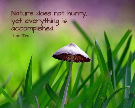 Nature Quote, School Library Displays, Quotes Nature, Forest Aesthetic, Religion Quotes, Say That Again, Lao Tzu, Library Displays, Inspirational Bible Quotes