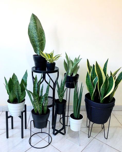 Did you know that Snake Plants are lucky? In China, they're thought to bring good luck & prosperity, so people keep them near the entrances… Indoor Plant Decor Ideas, Minimalist Plants, Plant Decor Ideas, Low Light House Plants, Sansevieria Plant, نباتات منزلية, Snake Plants, Best Indoor Plants, Bathroom Plants