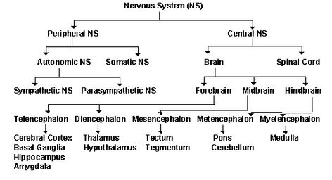 Neuroscience For Kids - Explore the nervous system Neural System, Human Physiology, Neurological System, Medicine Notes, Autonomic Nervous System, Sensory Integration, Brain Science, Biology Notes, Medical Anatomy