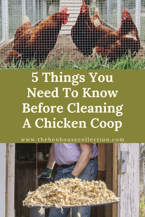 Chicken Coop Bedding, Inside Chicken Coop, Small Chicken Coops, Best Egg Laying Chickens, Chicken Poop, Clean Chicken, Portable Chicken Coop, Backyard Chicken Coop Plans, Chicken Pen