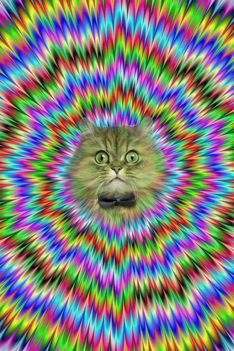 Crazy cat wallpaper, optical illusion, or proof that cats are psychotronic gods? Trippy Cat, Foto 3d, Space Ghost, Psy Art, Image Chat, Space Cat, Cat Wallpaper, Grumpy Cat, Op Art