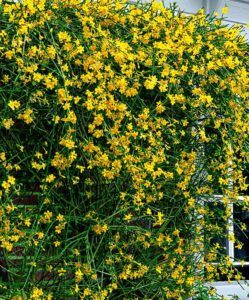 These 9 Winter Friendly Plants Will Keep Your Home Looking More Than Alive This Cold Season. Seriously, these plants are STUNNING! Jasminum Nudiflorum, Cold Weather Plants, Jasmine Tree, Winter Flowers Garden, Winter Jasmine, Red Plants, Garden Vines, Winter Plants, Trellis Plants