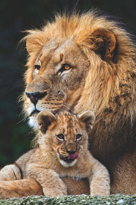 imposingtrends: “ Dad and his son | ImposingTrends | Facebook | Instagram ” Lion Family, Lion Photography, Lions Photos, Lion Images, Lion Pictures, Lion Cub, Majestic Animals, Animal Photos, Sea Creature