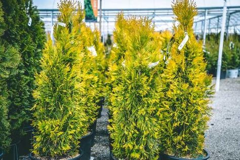 Departments - Western Arborvitae Forever Goldy™ 7 Gallon Thuja Plicata, Privacy Screens, Northeast Ohio, Types Of Soil, Drought Tolerant, Mulch, Get Directions, Garden Center, Hedges