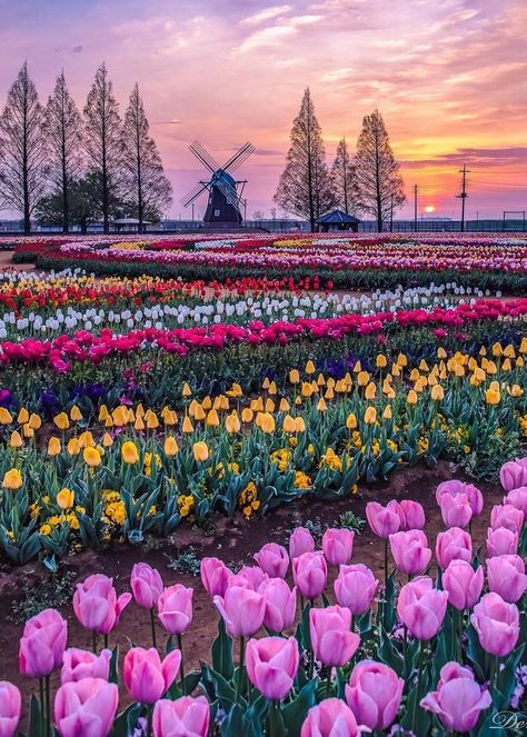 Amsterdam Tulips, Tulip Field, Travel Inspiration Destinations, Tulips Garden, Nothing But Flowers, Tulip Fields, Pretty Landscapes, Tulips Flowers, Beautiful Nature Pictures