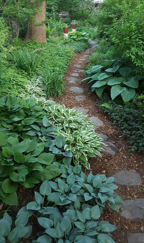 RidgelawnPlace Landscaping For Mountain Homes, Planting In Drifts, Hosta Pathway, Woodland Style Garden, Woodland Perrenials, Shaded Pathways, Woodland Landscaping Ideas, Woodland Garden Ideas, Woodland Garden Design