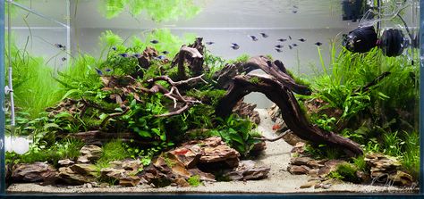 90x45x45cm planted Dragon Stone/ Ohko Stone aquascape by Stu Worrall | Flickr Stone Aquascape, Aquarium Hardscape, Aquarium Inspiration, Freshwater Aquarium Plants, Fish Tank Terrarium, Fish Ideas, Fish Tank Design, Aquascape Design, Aquarium Driftwood