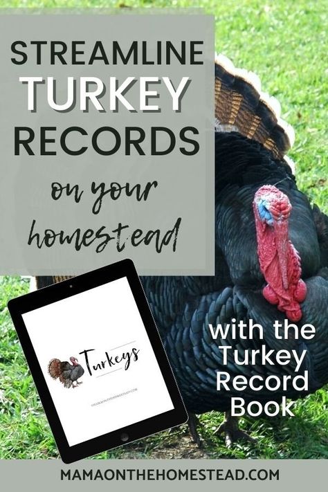 Streamline records and increase productivity for your homestead turkeys with this comprehensive record book! Pastured Pigs, Raising Livestock, Record Organizer, Livestock Feed, Livestock Guardian Dog, Livestock Guardian, Note Sheet, Sheet Protectors, Guessing Games