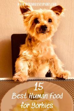 Yorkie Puppy Training, Yorkie Puppy Care, Human Food For Dogs, Morkie Dogs, Yorkie Haircuts, Food For Dogs, Make Dog Food, Best Treats For Dogs, Dog Remedies