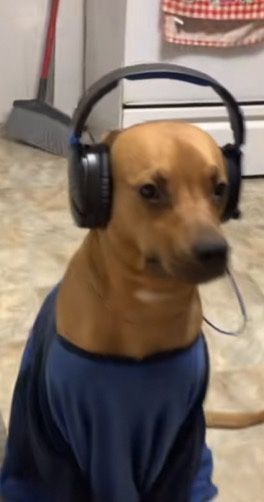 Dog with headphones and shirt making a face in response to something🏕#Listen_To_Music_Meme #Headphone_Quotes #Dog_With_Headphones #Cover_Instagram_Highlight. #InstagramHighlightCovers #AestheticDesign #CoverArt #HighlightIcons #InstaCoversn Listen To Music Meme, Dog Wearing Headphones, Headphone Quotes, Dog With Headphones, Headphones Cover, Free Instagram Highlight Covers, Headphones Aesthetic, Reaction Image, Image Meme